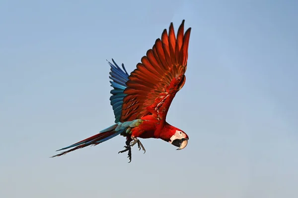 A beautiful Macaw is flying in the sky, Freedom concept