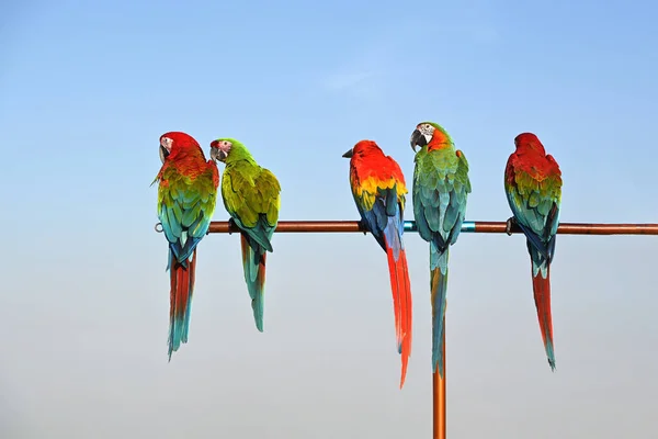 Beautiful Macaw Perched Railing — Stock Fotó