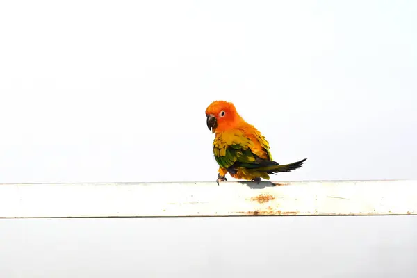 Sun Conure Parrot Розмістився Поручнях Ізольованих Білому — стокове фото