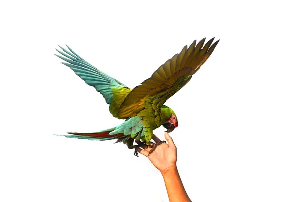 Macaw parrot perched on owner\'s hand isolated on white