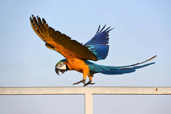 A beautiful Macaw is flying in the sky, Freedom concept