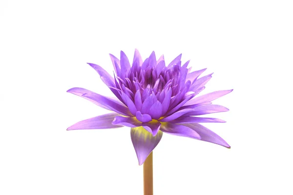 Beautiful Purple Lotus Flower Isolated White — Stock Photo, Image