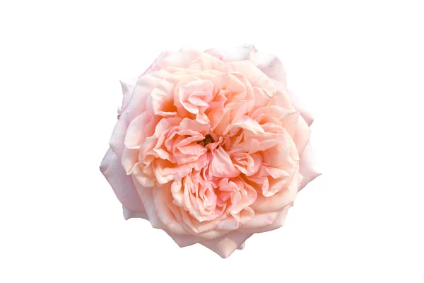 Beautiful Pink Rose Isolated White Background Royalty Free Stock Photos