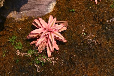 Tropik bitki Cryptanthus 'Elaine' in üzeri yosun taşlarıyla kaplı. Bahçe konsepti..