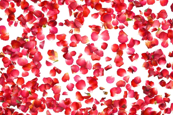 Close Red Rose Petals Isolated White Background — Stock Photo, Image