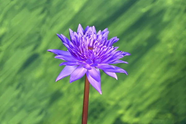 Yeşil Bir Arka Planda Güzel Nilüfer Çiçeği — Stok fotoğraf