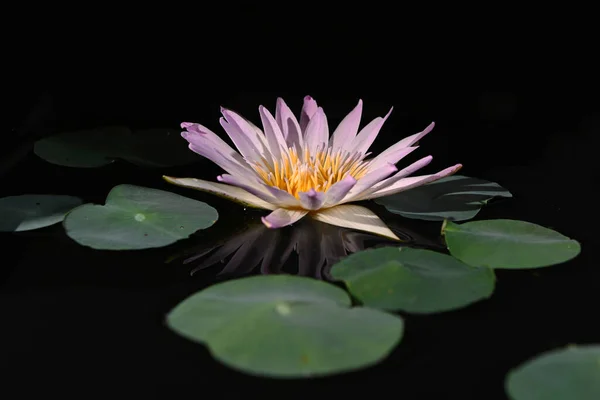 池塘里有绿叶的美丽莲花的特写 水面上有一朵粉红色的荷花盛开 — 图库照片