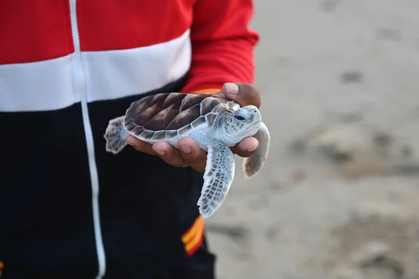 Морская Черепаха Руках Человека Рамках Проекта Сохранению Морских Черепах Таиланде — стоковое фото