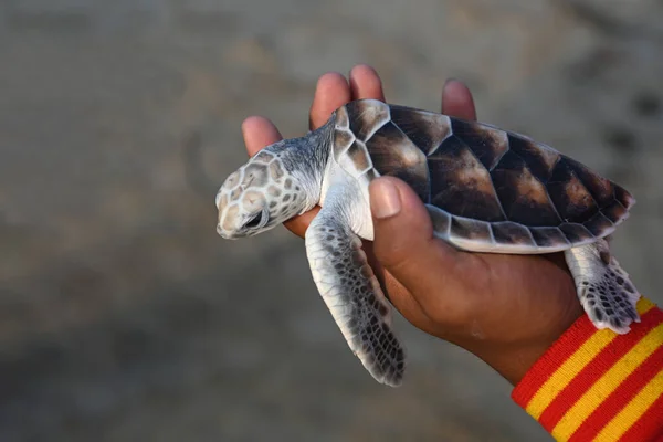 Морская Черепаха Руках Человека Рамках Проекта Сохранению Морских Черепах Таиланде — стоковое фото