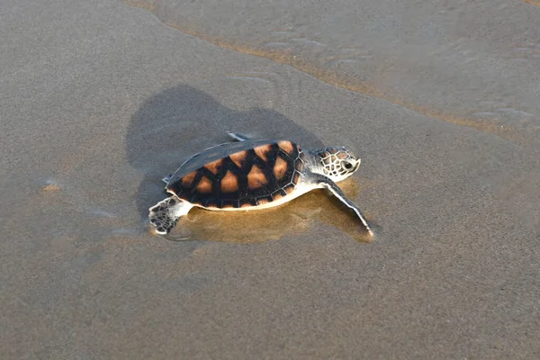 Little Sea Turtles Trying Reach Sea Hatch Nest First Long Stock Image