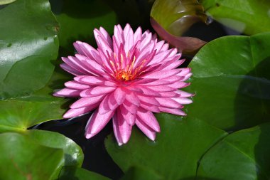  Pembe nilüferler ve yeşil yapraklar gölette çiçek açıyor.