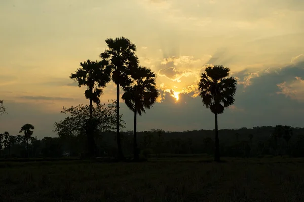 silhouette of sugar palm trees on the sunrise background