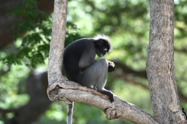 Gözlüklü vahşi bir Langur maymunu ağaçta oturuyor..