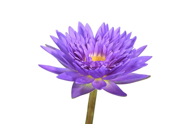 Primer Plano Hermosa Nenúfar Púrpura Floreciendo Estanque Aislado Blanco Imagen de archivo