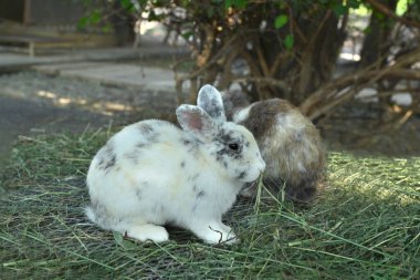 İki sevimli beyaz ve kahverengi tavşan zevkle ot yiyorlar..