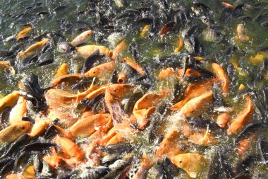 Balık havuzunda beslenen birçok renkli sazan bir grup halinde toplanıyor..