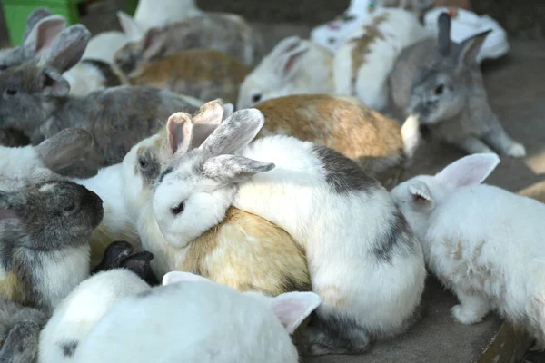 A large group of rabbits gathered together.