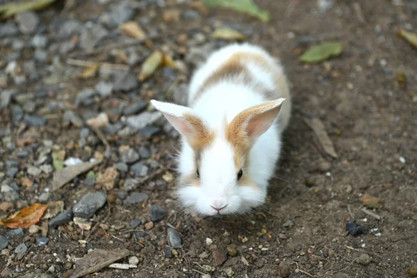 A cute white and brown rabbit on a farm