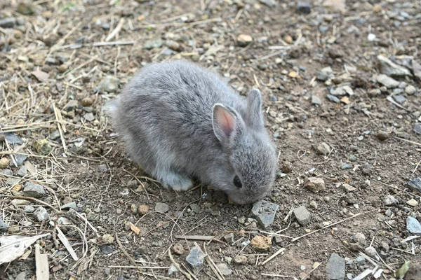 A cute rabbit on a farm