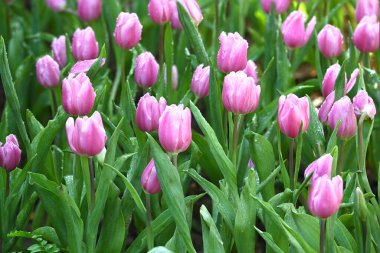 Bahçede açan güzel pembe lalelerin yakın çekimi