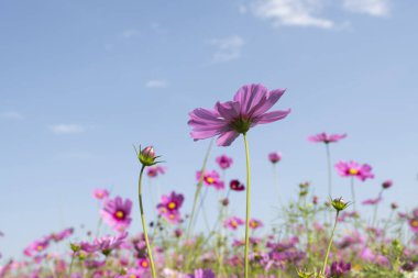 Kozmos çiçekleri açık mavi gökyüzüne karşı bahçede çiçek açıyor.