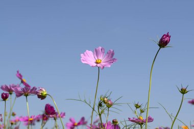 Kozmos çiçekleri açık mavi gökyüzüne karşı bahçede çiçek açıyor.