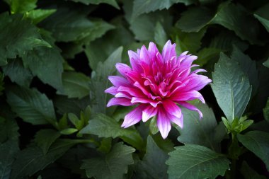 Bahçede çiçek açan pembe çiçeklerin yakın çekimi.