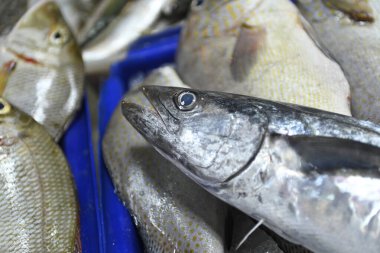 Tayland 'daki balık pazarında satılık taze balıkların yakın çekimi.