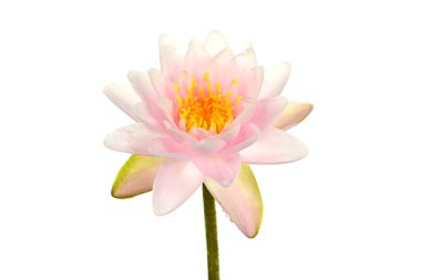 Beyaz bir arka planda izole edilmiş güzel çiçek açan pembe nilüfer çiçekleri..