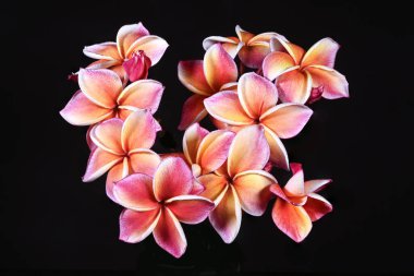 Beyaz bir arkaplanda izole edilmiş vazodaki güzel kırmızı Tespih çiçeği.