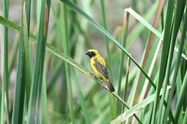 Güzel kuş doğal bir dala bağlıdır..