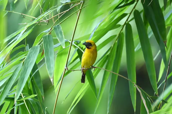 stock image beautiful bird rests on a natural branch.