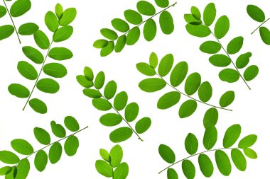 Beyazda izole edilmiş yeşil yaprakların yakın çekimi