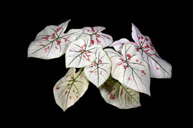 Siyah arkaplanda renkli kaladyum yapraklarının yakın plan görüntüsü