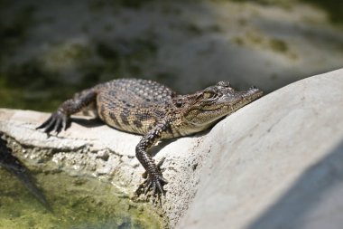 a crocodile at a crocodile farm in Thailand clipart