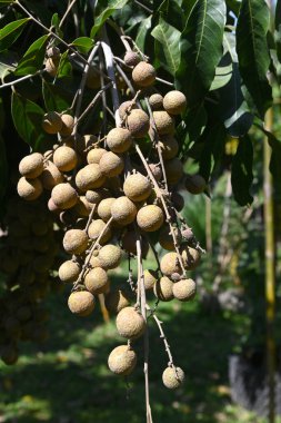 Bahçedeki ağaçtaki meyvelerin yakın çekimi.