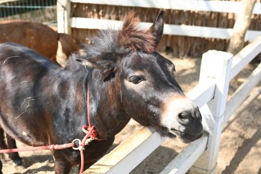 Çiftlikteki siyah bir eşeğin yakın çekimi.