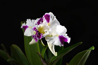 Bahçede açan pembe ve beyaz sığır sürüsü.