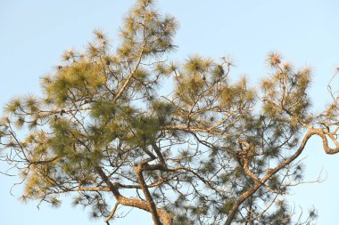 mavi gökyüzü karşı çam ağacının dalları