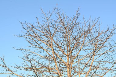 Yapraksız ağaç dalları mavi gökyüzü arkaplanına karşı