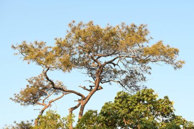 mavi gökyüzü karşı çam ağacının dalları