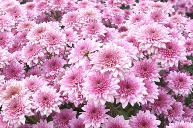 Bahçedeki güzel pembe kasımpatı çiçekleri