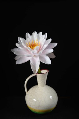 Güzel pembe nilüfer çiçeği siyah bir arkaplanda izole edilmiş vazoda.