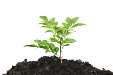 Toprakta büyüyen genç bitkiler beyaz arka planda izole edilmiş..