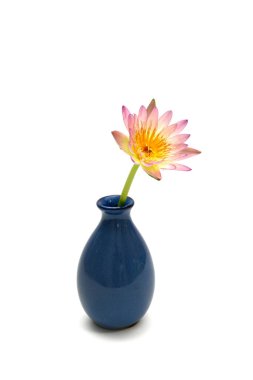 Vazodaki güzel çiçekli nilüfer çiçeğinin yakın çekimi beyaz vazoda izole edilmiş.