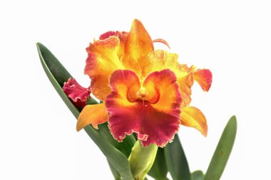 Whit 'te yalnız başına çiçek açan sığır ve orkide çiçeklerine yakın çekim