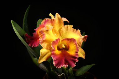 Siyah arka planda çiçek açan sığır çiçeklerine yakın plan