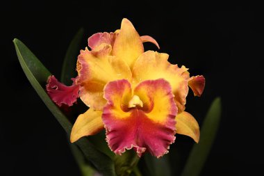 Siyah arka planda çiçek açan sığır çiçeklerine yakın plan