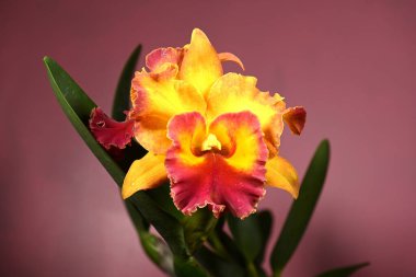 Pembe arka planda çiçek açan sığır ve orkide çiçeklerine yakın çekim