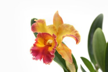 Çiçek açan sığır orkidesinin yakın çekimi beyaz renkte izole edilmiş.